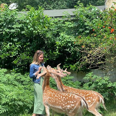 Polonezkoey Country Club & Accommodation In The Wildlife Park! Isztambul Kültér fotó