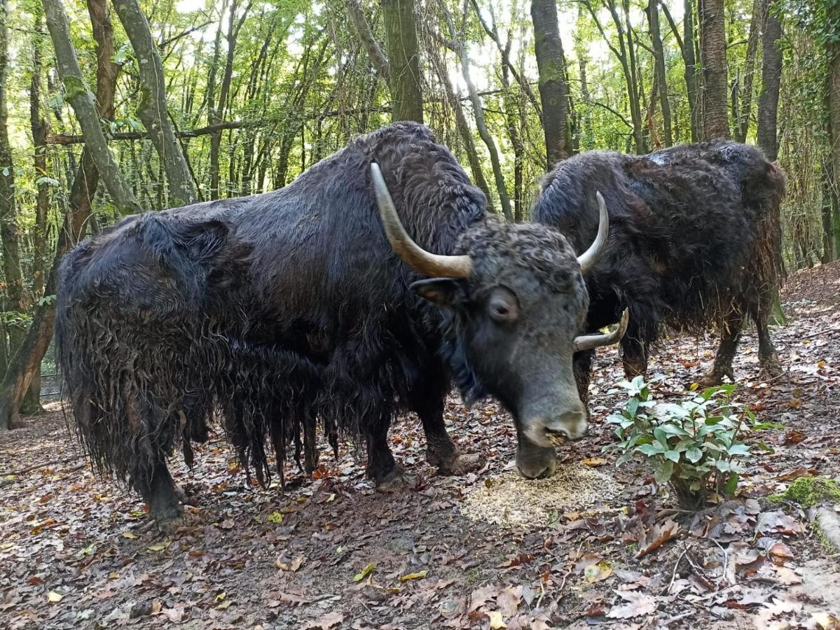 Polonezkoey Country Club & Accommodation In The Wildlife Park! Isztambul Kültér fotó