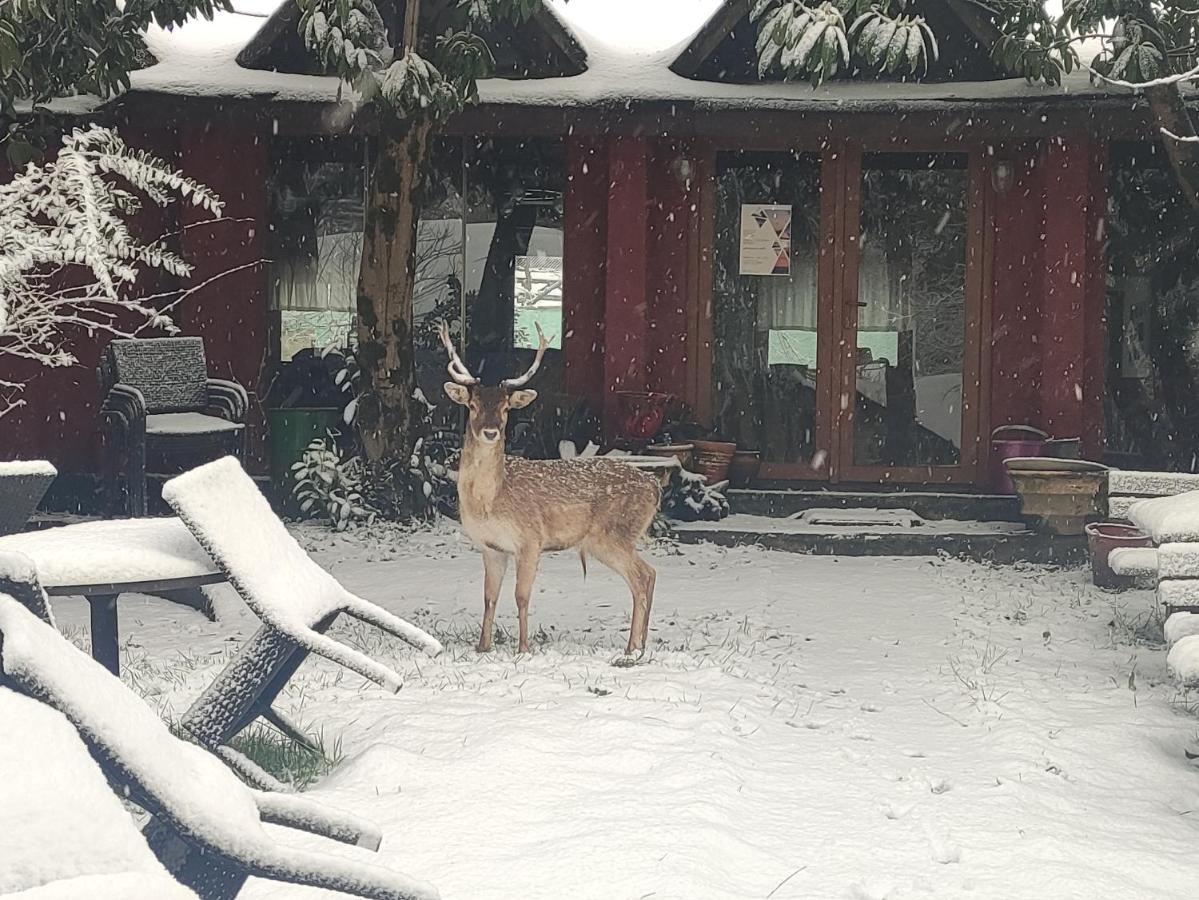 Polonezkoey Country Club & Accommodation In The Wildlife Park! Isztambul Kültér fotó
