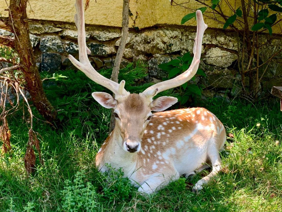 Polonezkoey Country Club & Accommodation In The Wildlife Park! Isztambul Kültér fotó