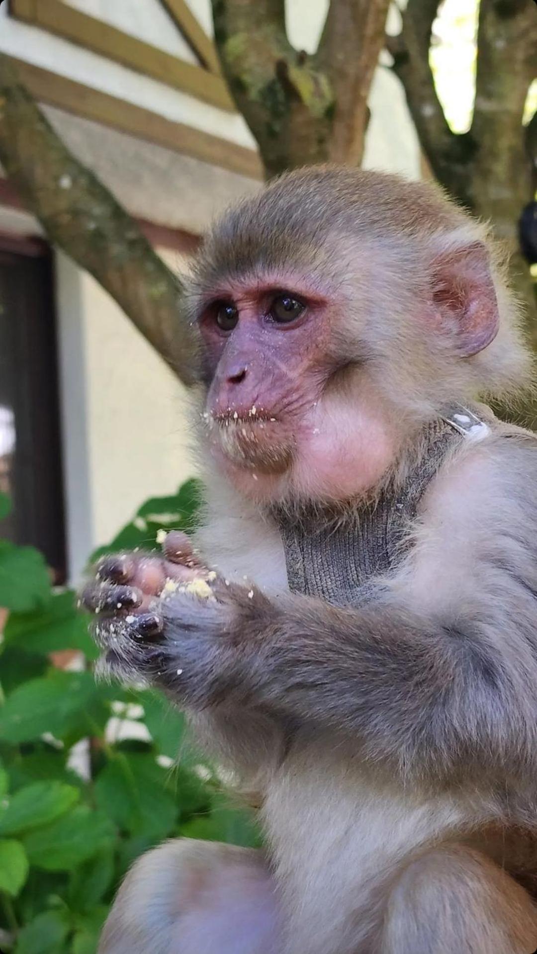 Polonezkoey Country Club & Accommodation In The Wildlife Park! Isztambul Kültér fotó